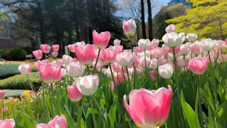 100+ hình ảnh hoa tulip sương sớm ngoạn mục · ảnh 2