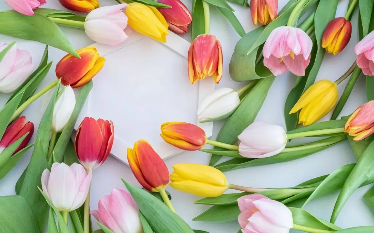 100+ hình ảnh hoa tulip sương sớm ngoạn mục · ảnh 3