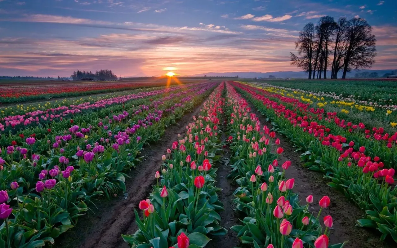 100+ hình ảnh hoa tulip sương sớm ngoạn mục