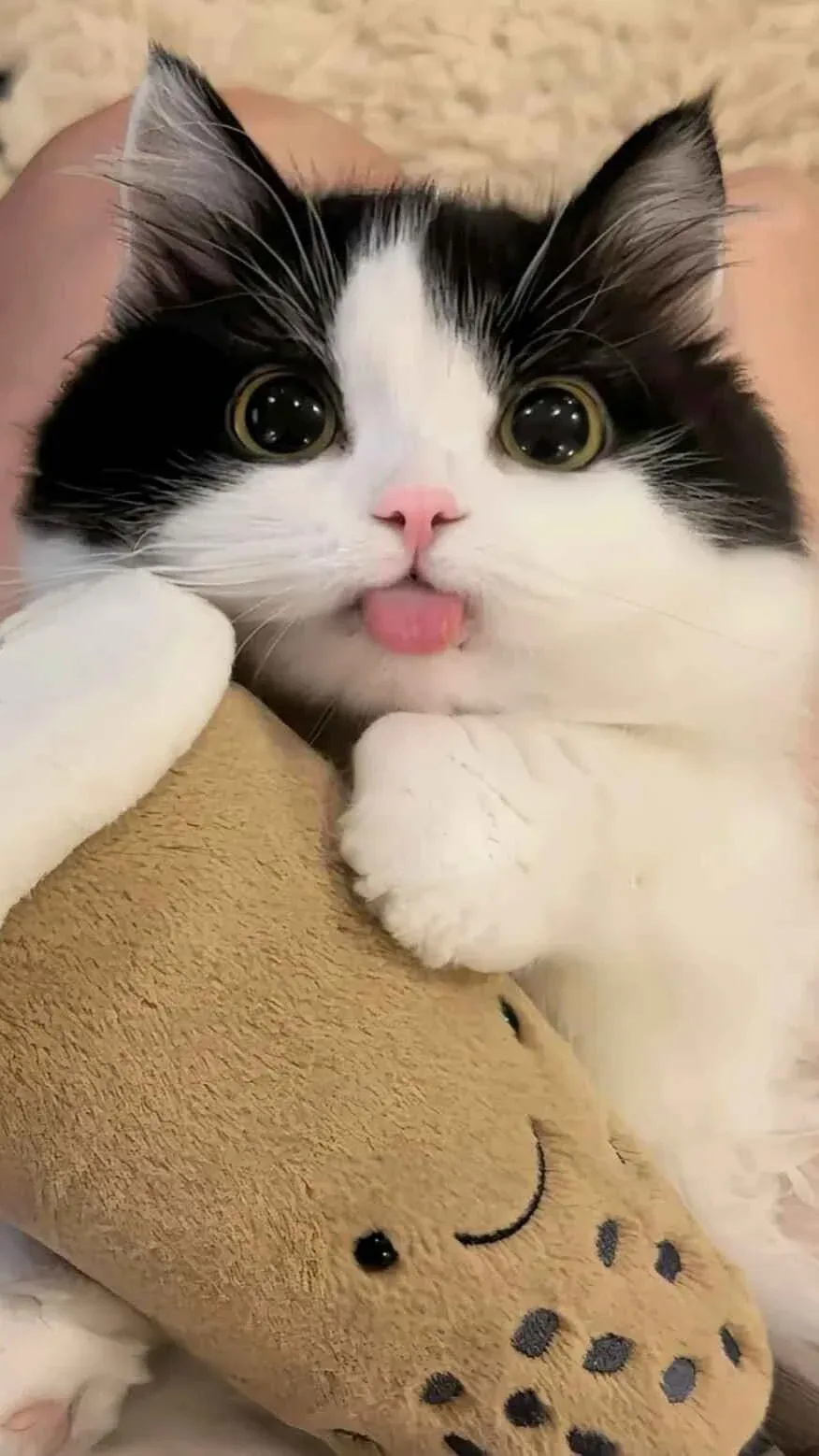 100+ hình nền mèo cute đáng yêu nhất cho màn hình của bạn · ảnh 2